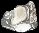 Iridescent Ammonite (Discoscaphites) - South Dakota #44037-1